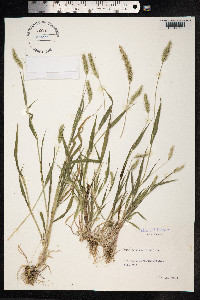 Setaria viridis image