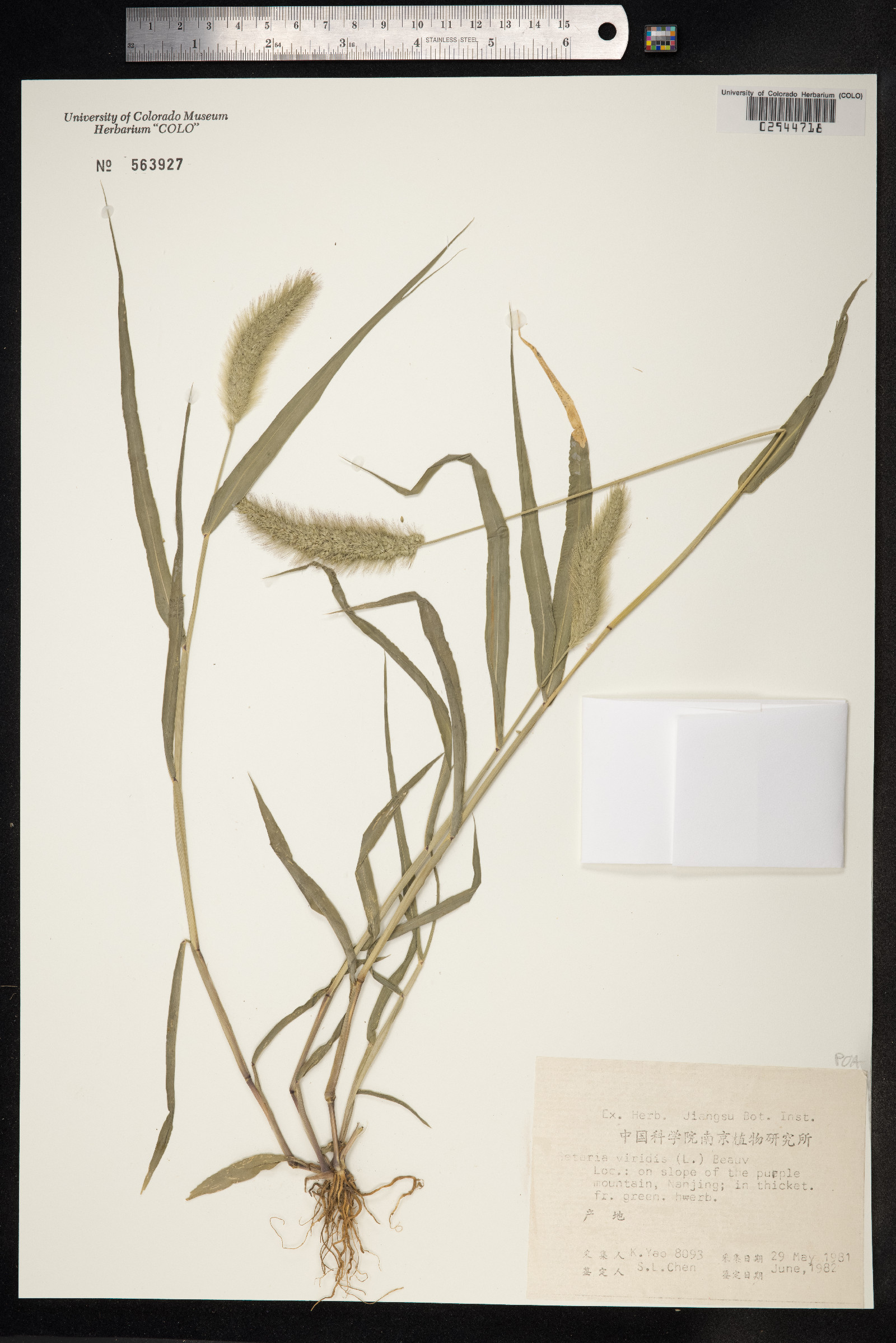 Setaria viridis image