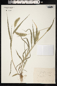 Setaria viridis image