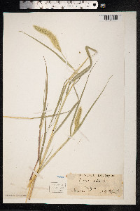 Setaria viridis image