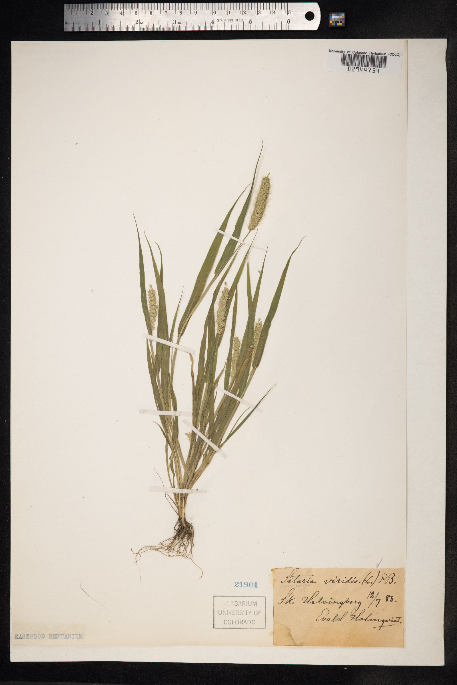 Setaria viridis image