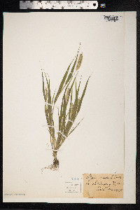 Setaria viridis image