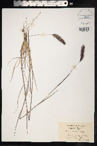 Setaria viridis image