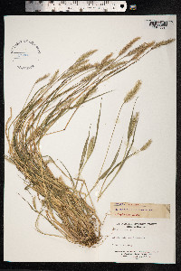 Setaria viridis image