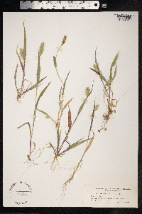 Setaria viridis image