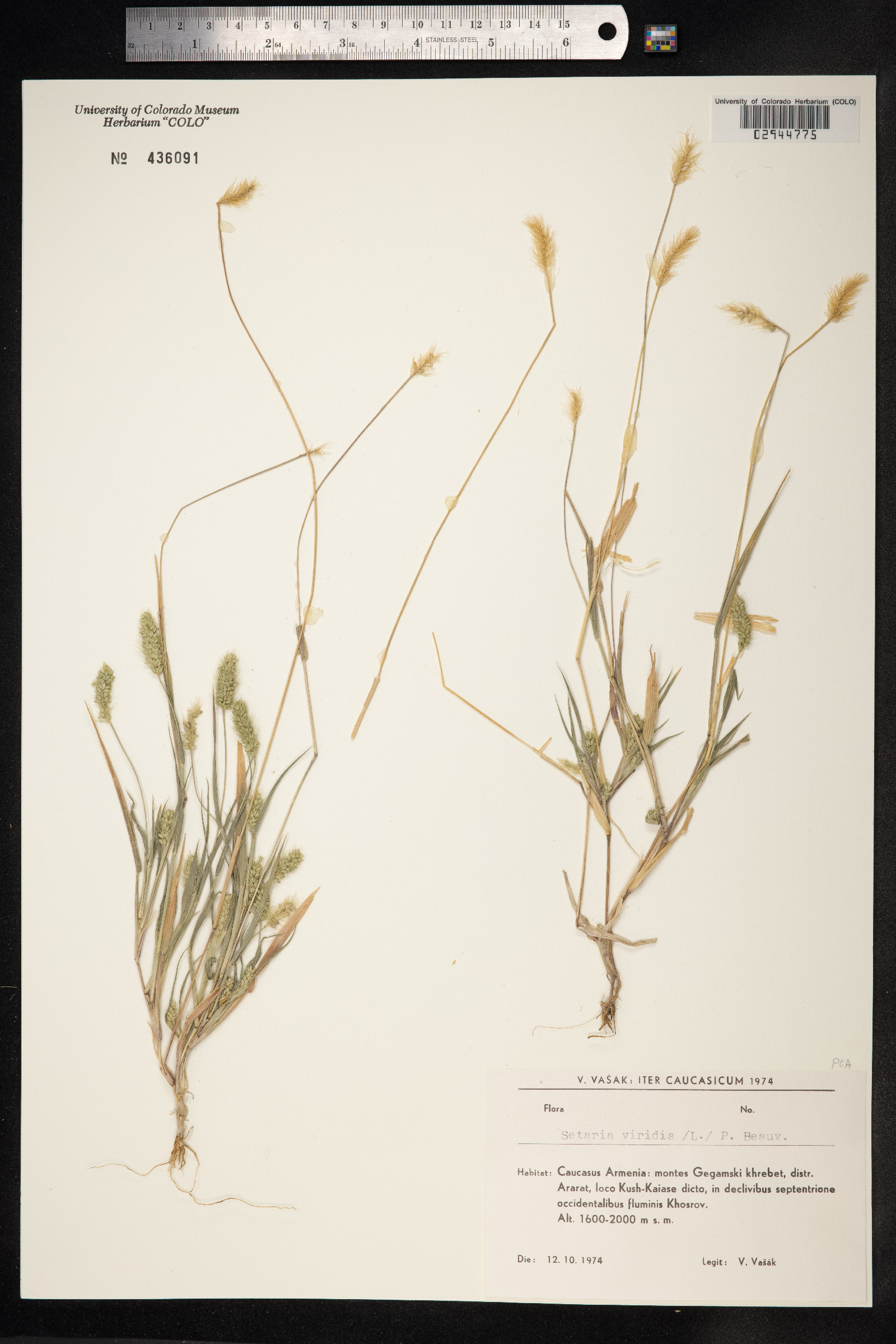 Setaria viridis image