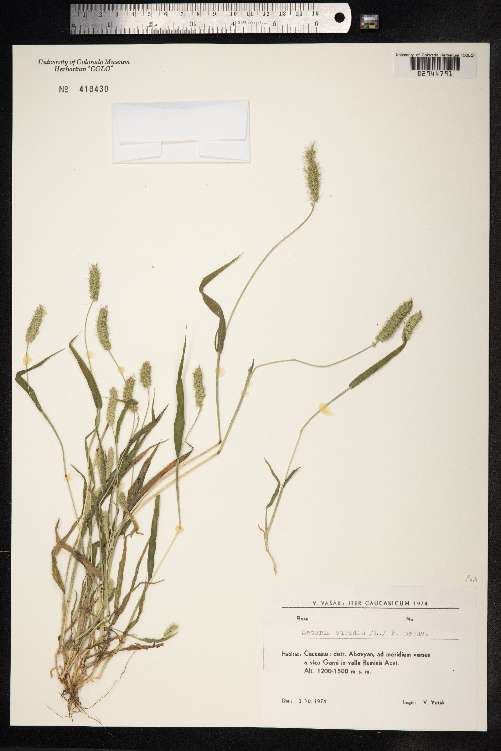 Setaria viridis image