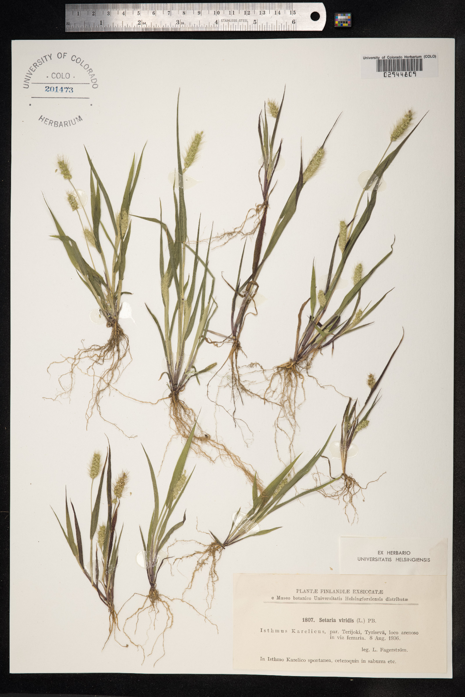 Setaria viridis image