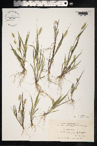 Setaria viridis image