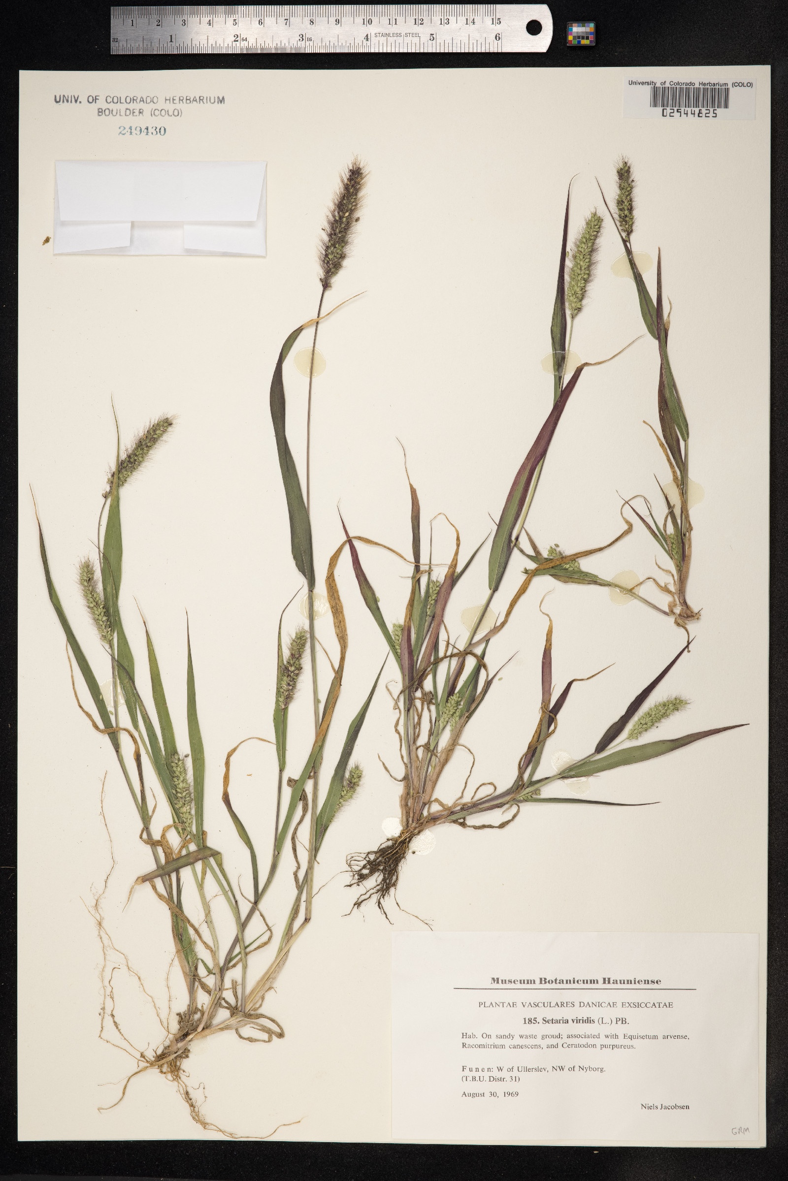 Setaria viridis image