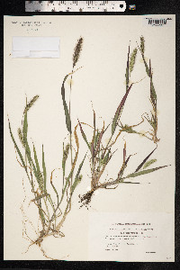Setaria viridis image