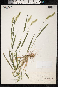Setaria viridis image