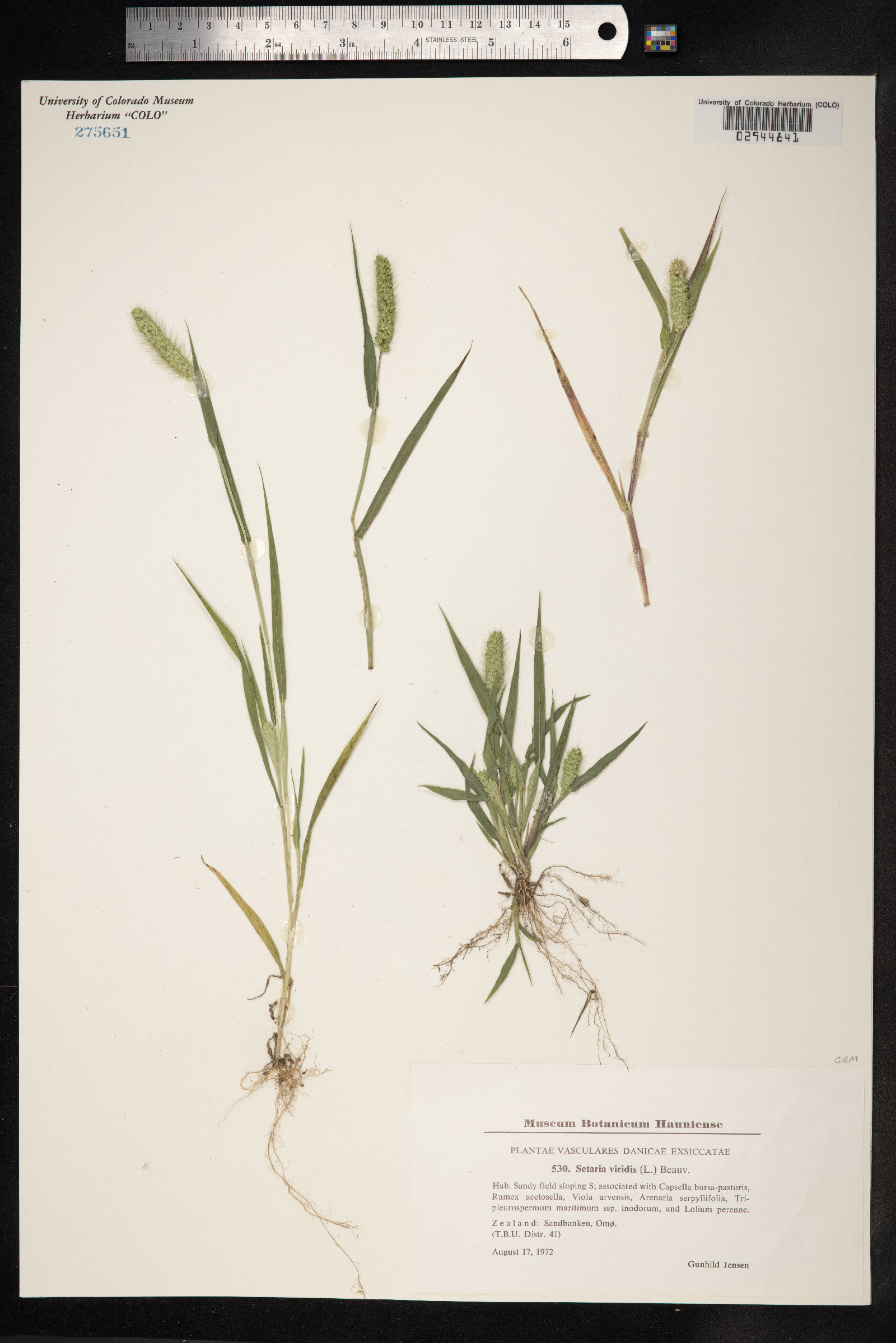 Setaria viridis image