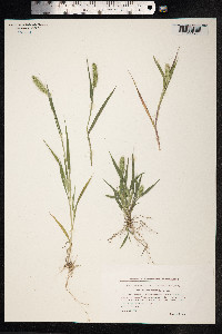 Setaria viridis image