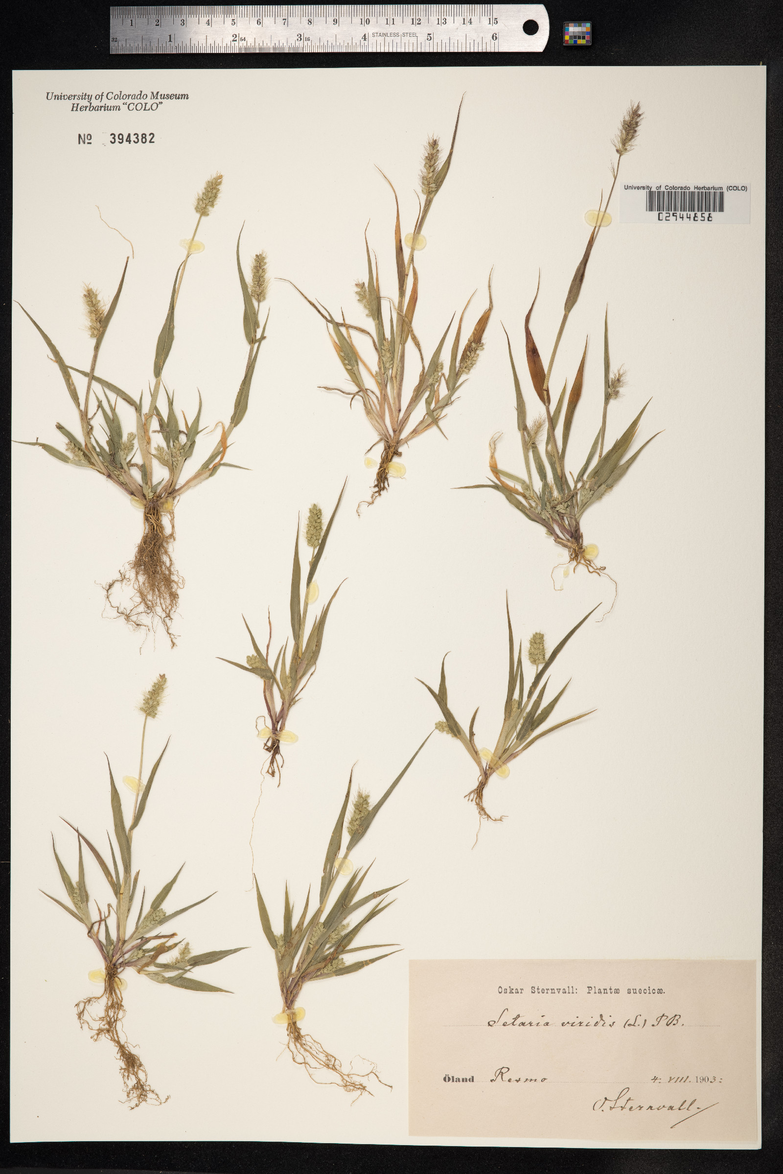 Setaria viridis image