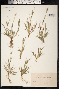 Setaria viridis image