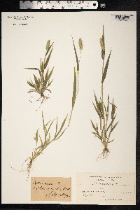 Setaria viridis image
