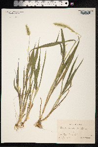 Setaria viridis image