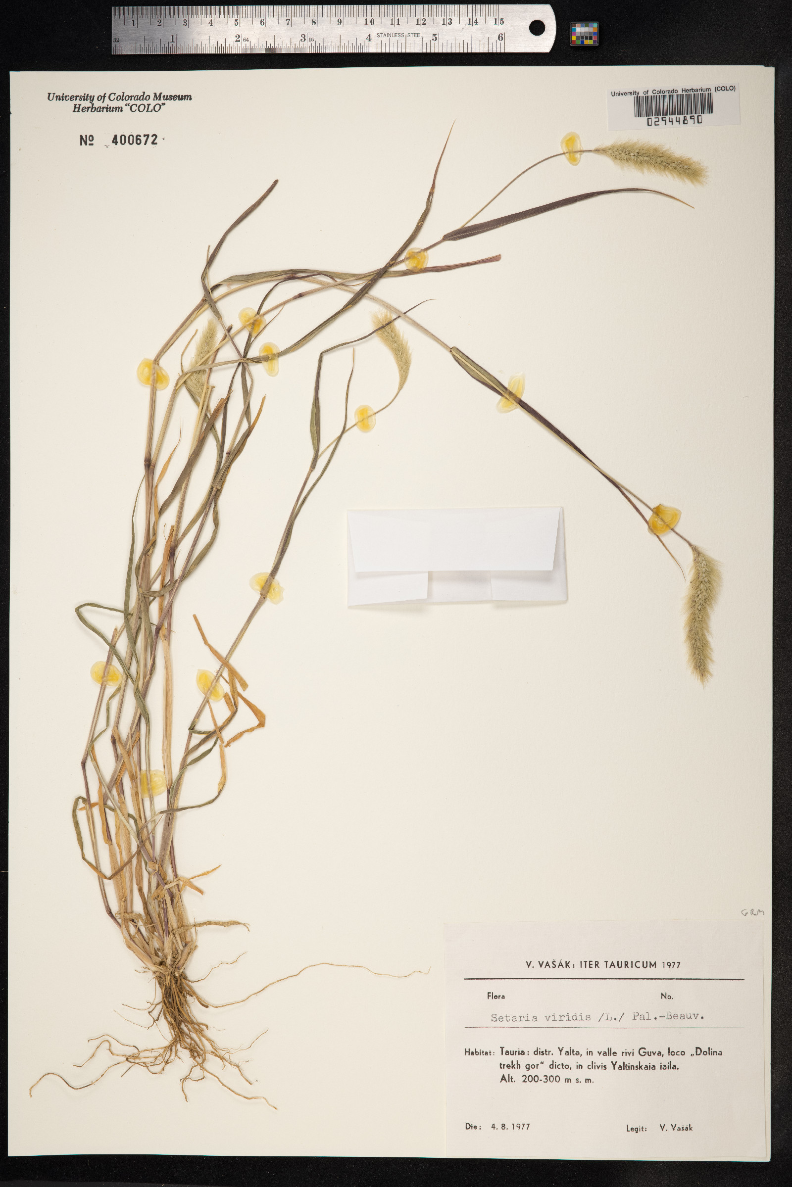 Setaria viridis image