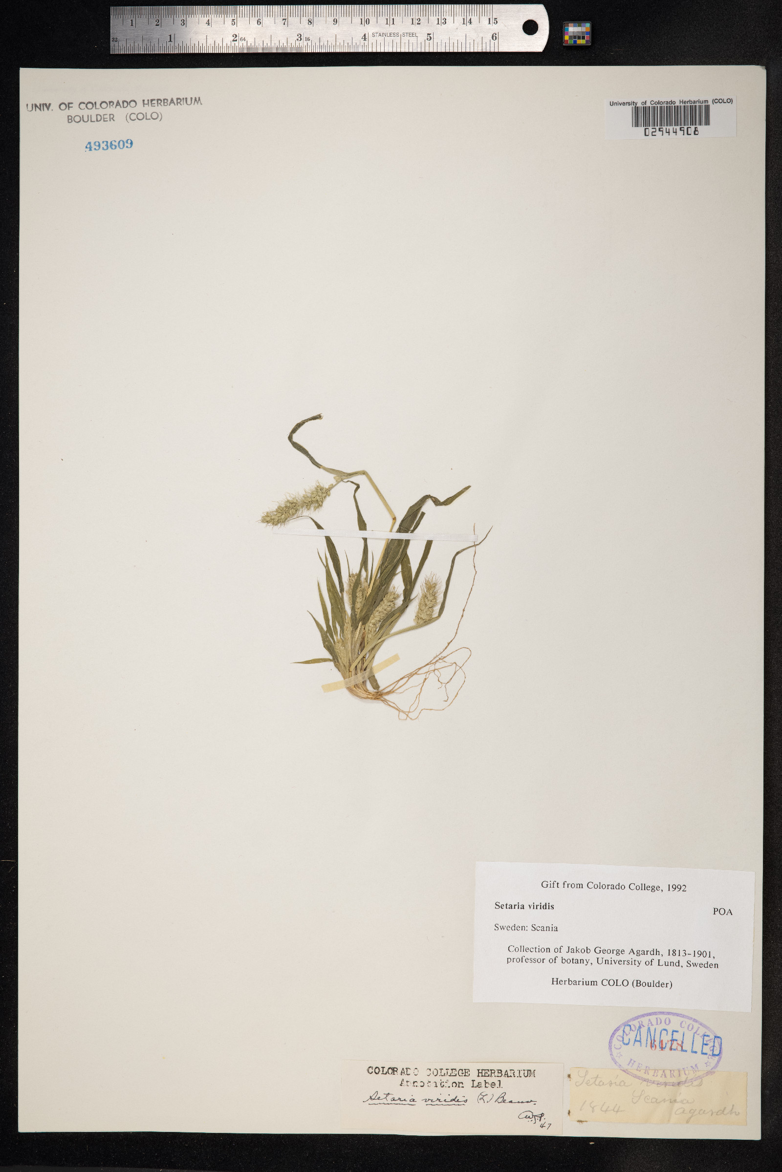Setaria viridis image
