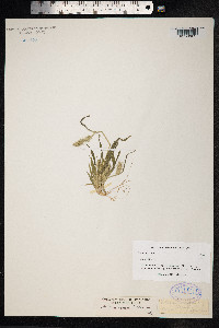 Setaria viridis image
