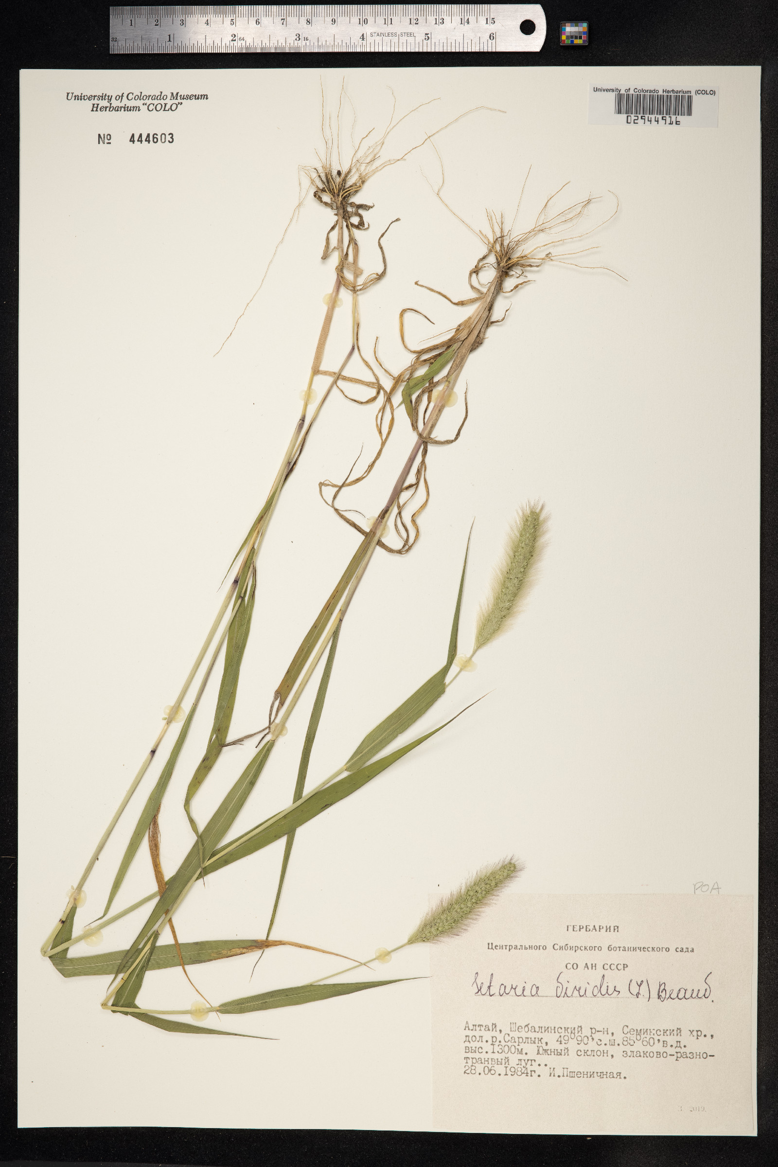 Setaria viridis image