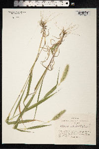 Setaria viridis image