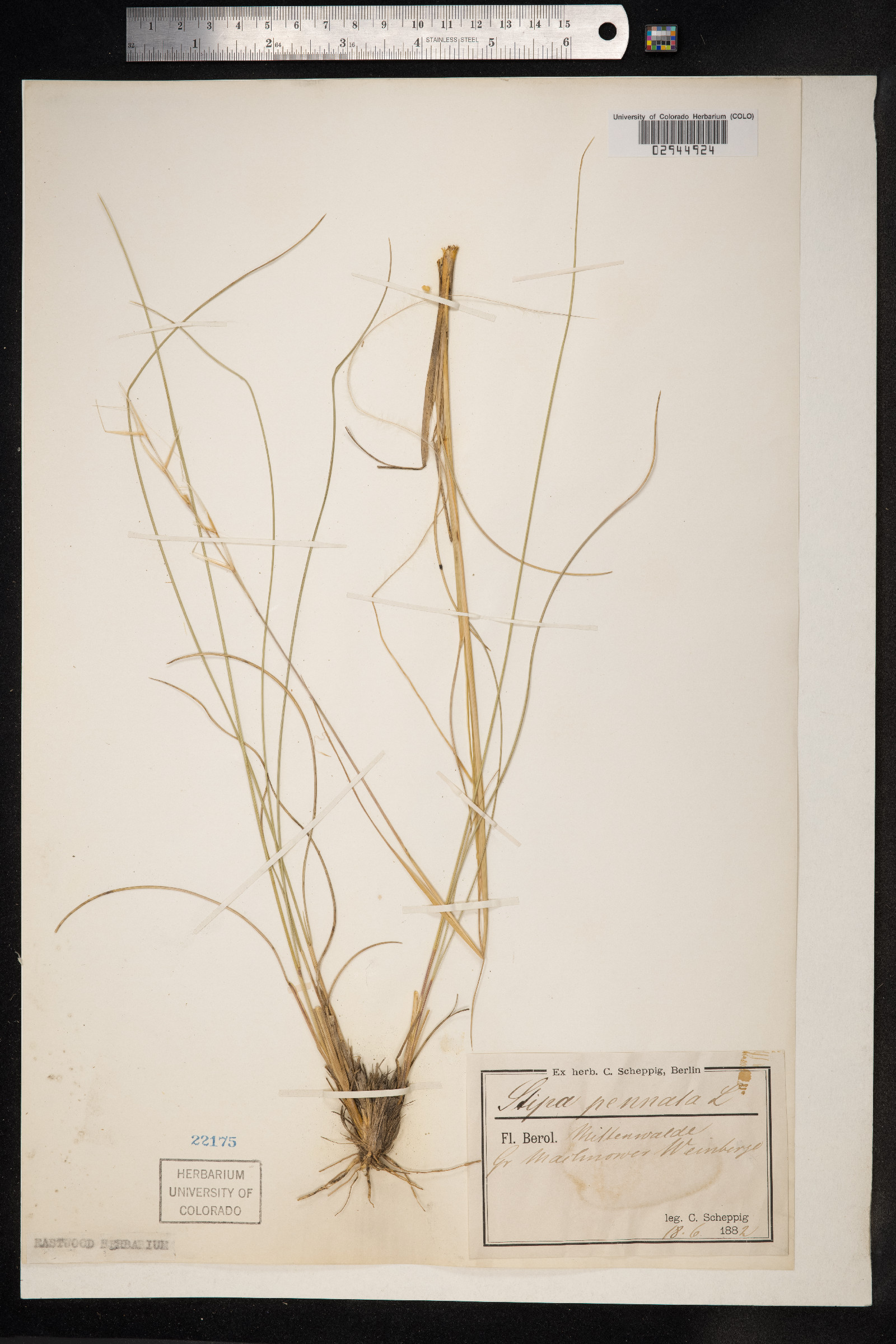 Stipa pennata image
