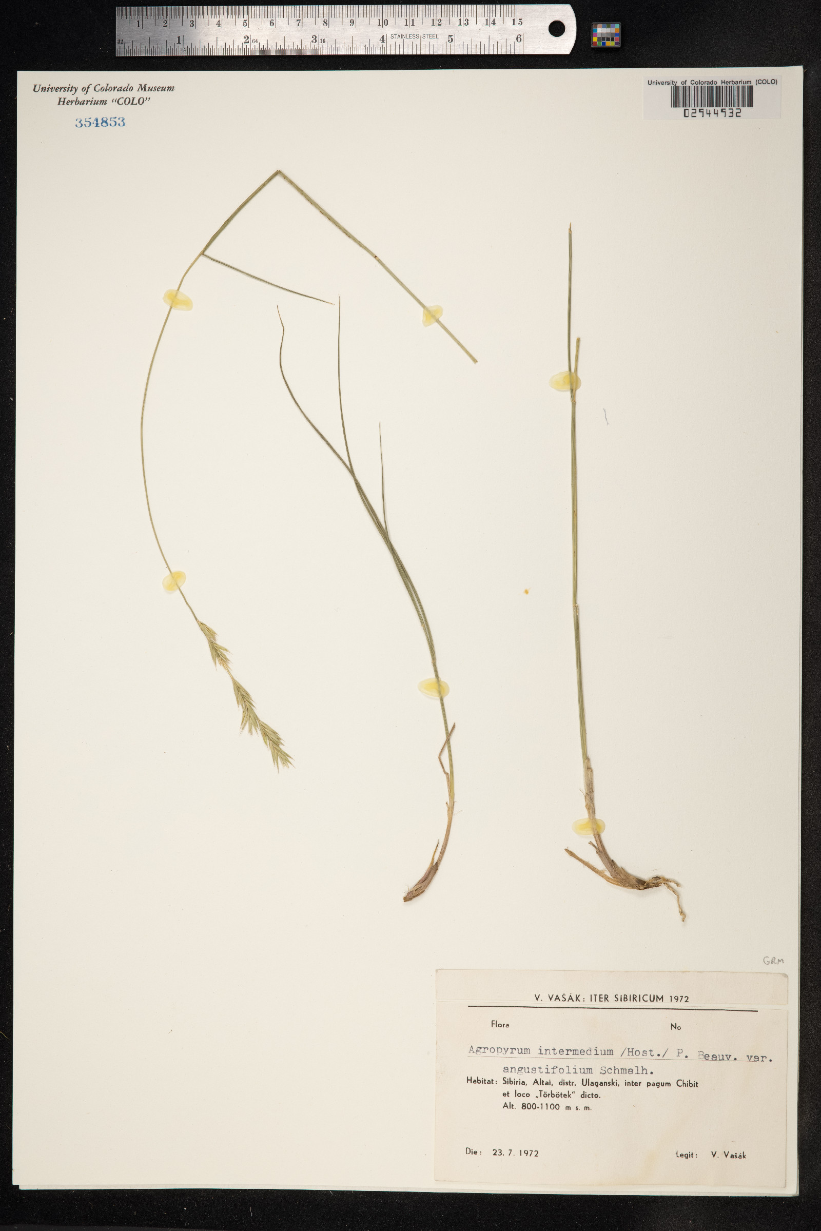 Thinopyrum intermedium image