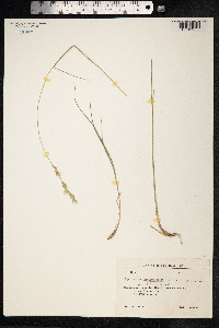 Thinopyrum intermedium image