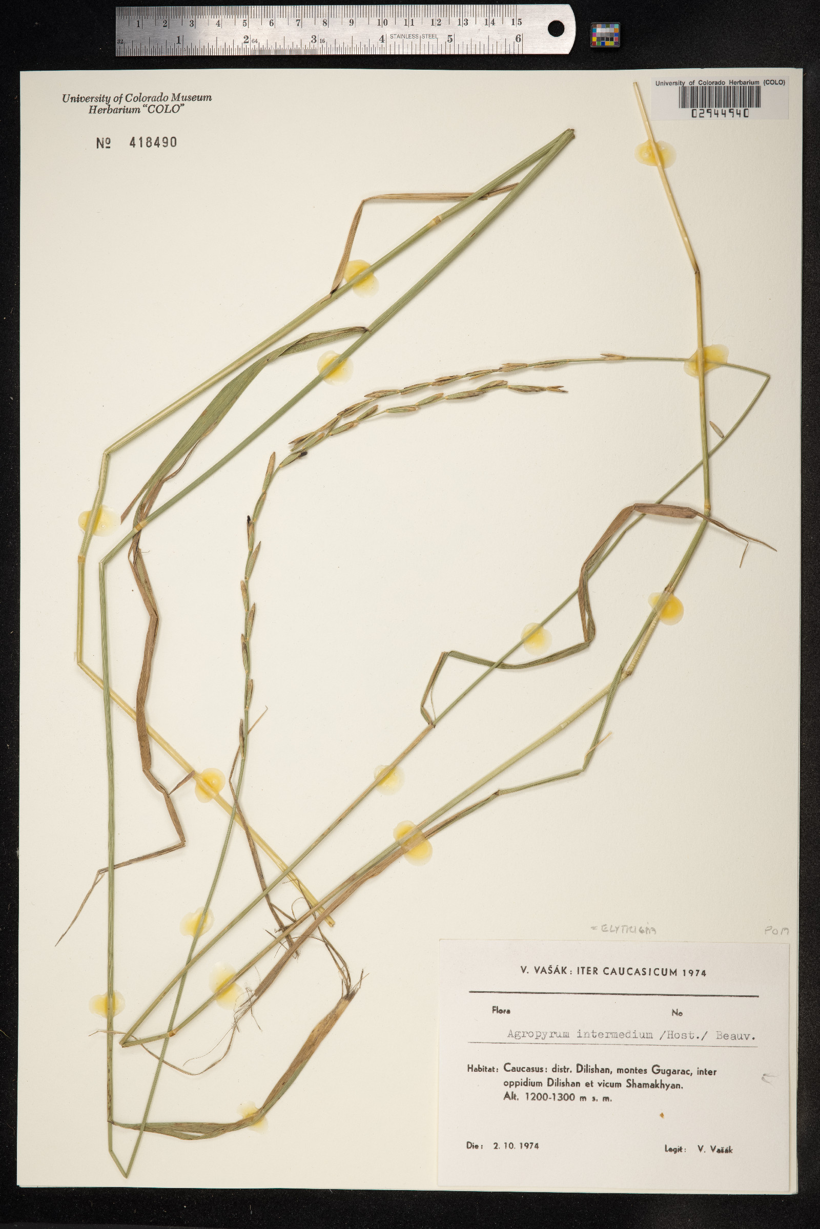 Thinopyrum intermedium image