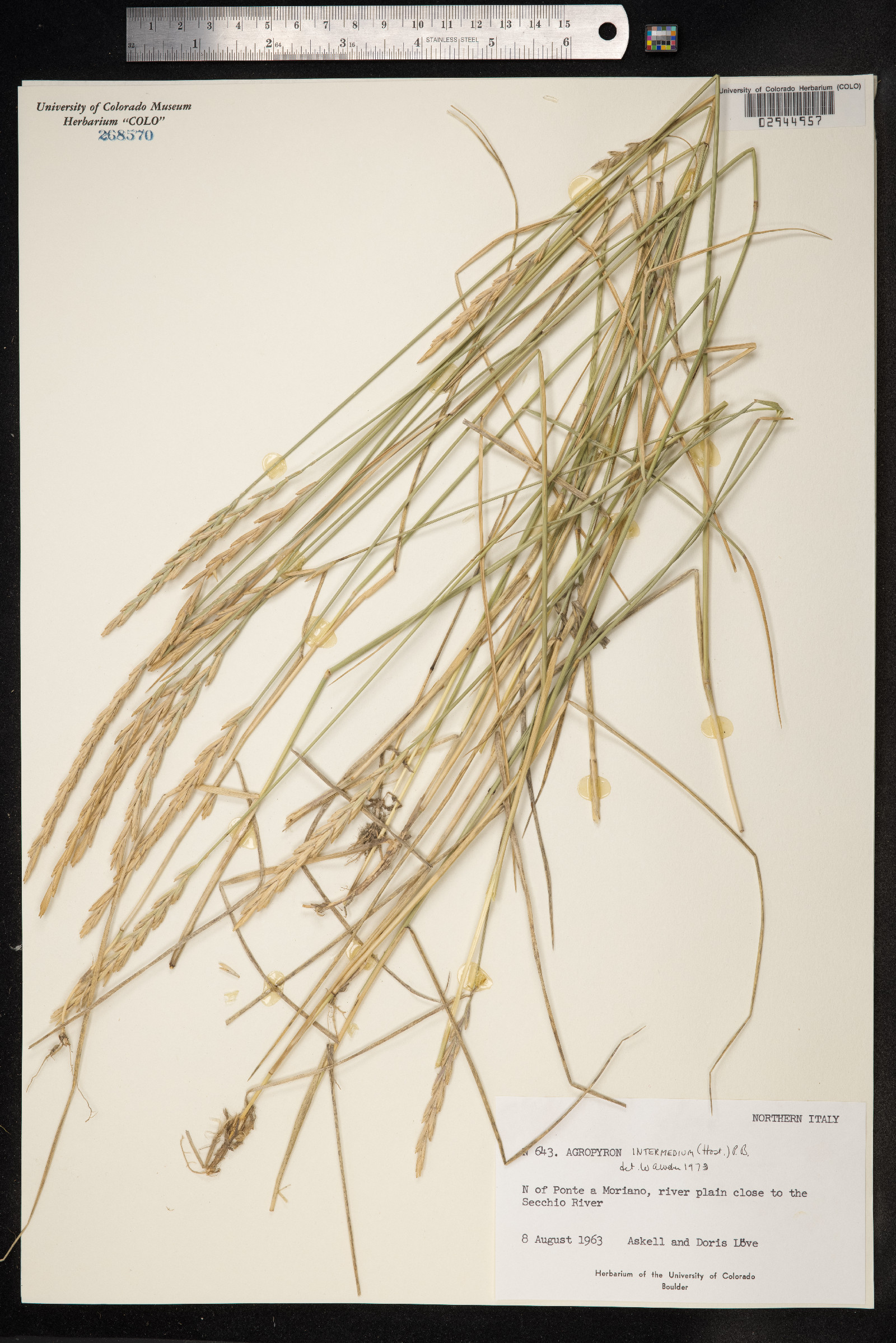 Thinopyrum intermedium image