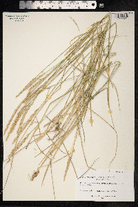 Thinopyrum intermedium image