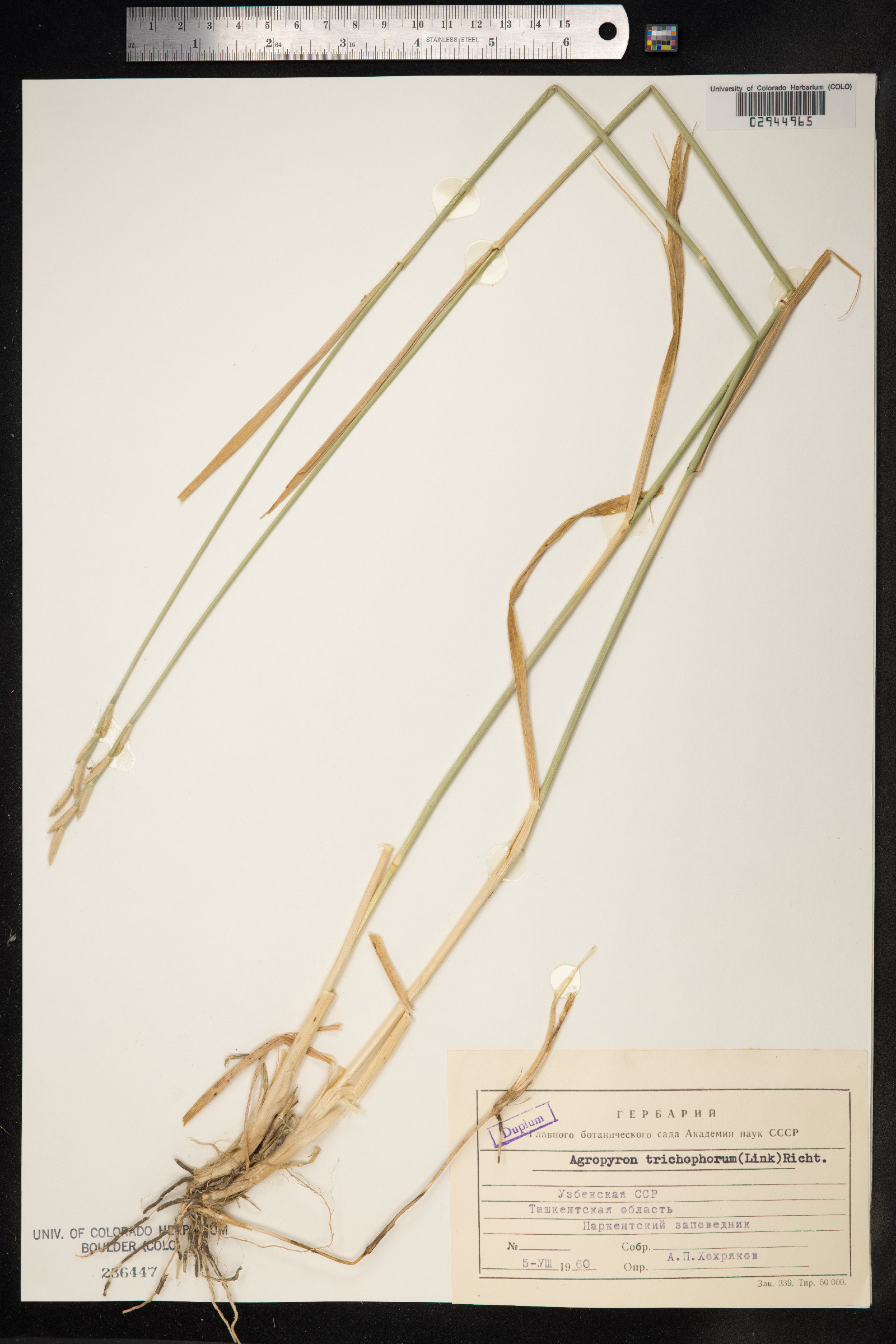 Thinopyrum intermedium image