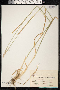 Thinopyrum intermedium image
