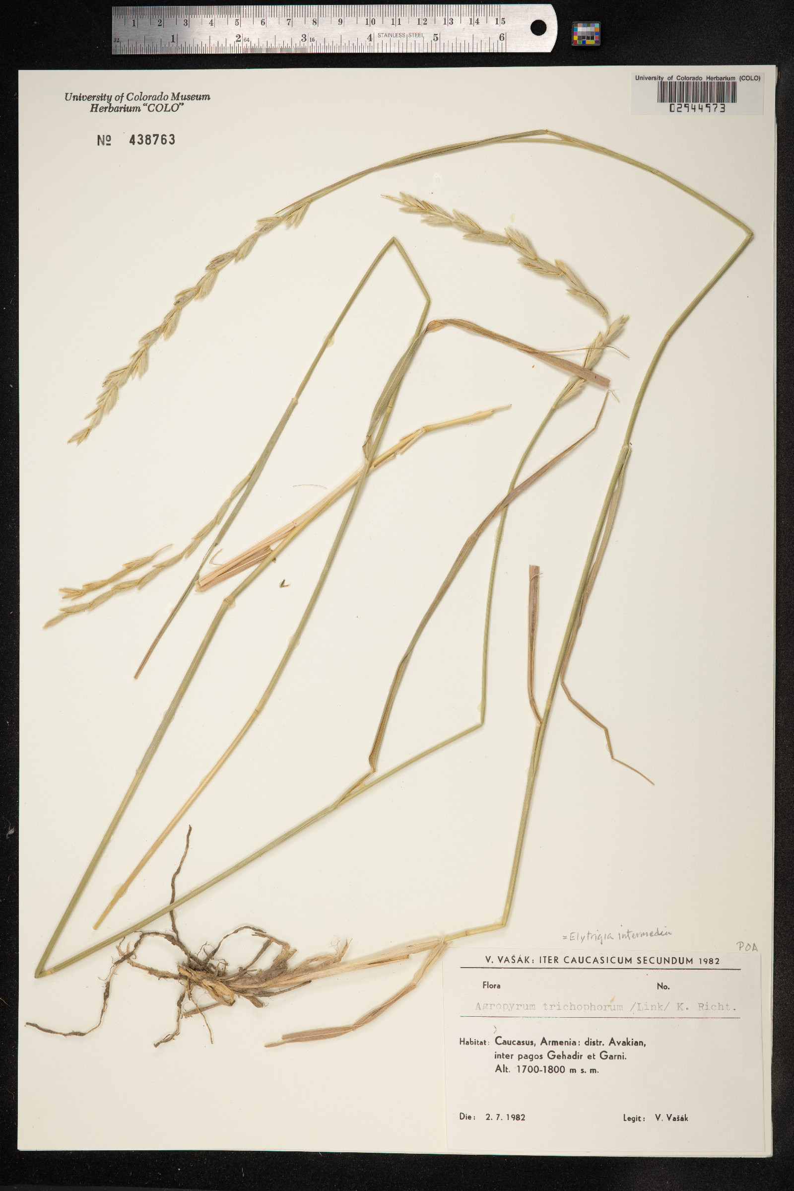 Thinopyrum intermedium image