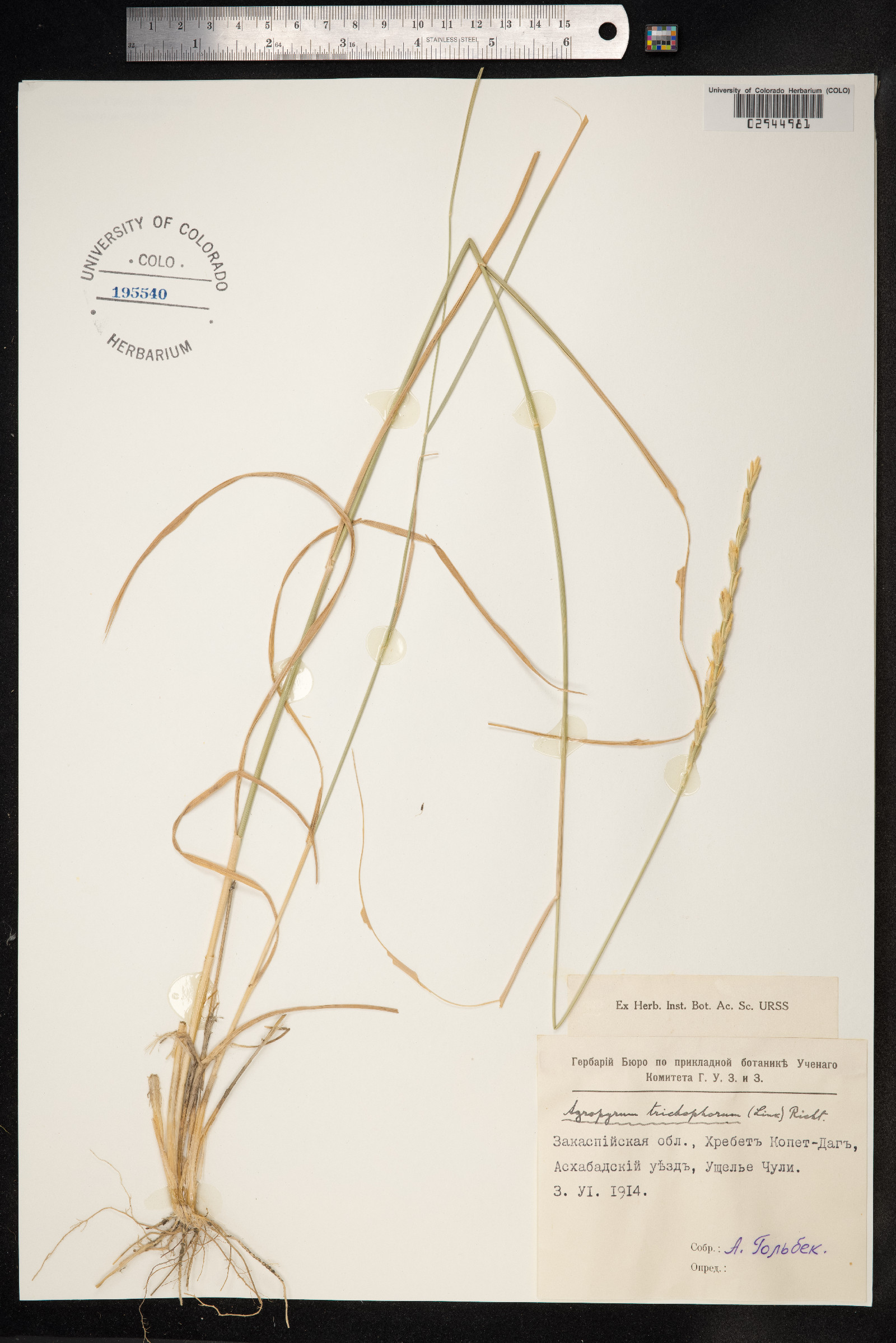 Thinopyrum intermedium image