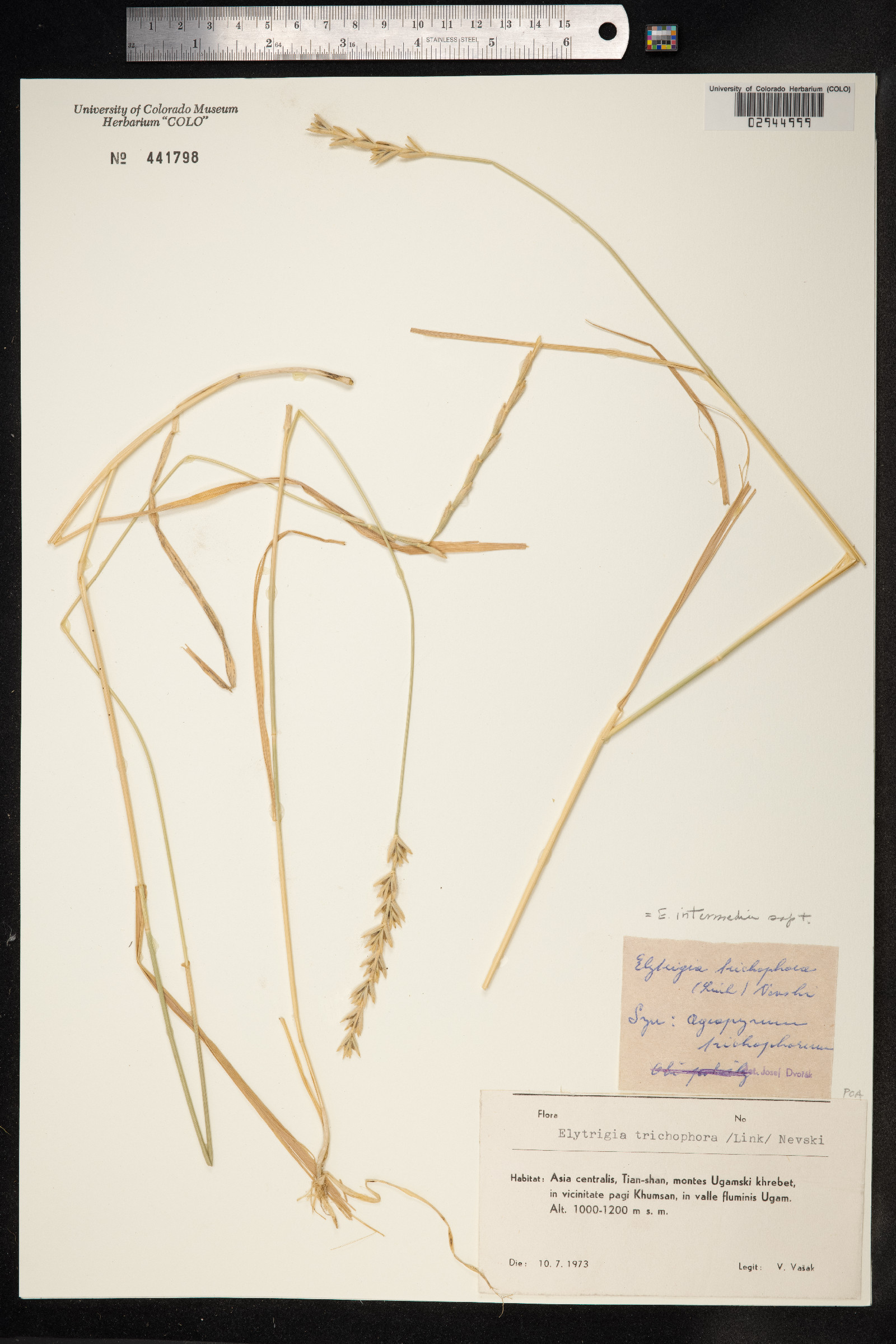 Thinopyrum intermedium image
