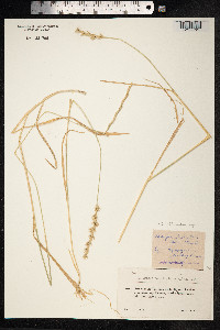 Thinopyrum intermedium image