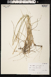 Thinopyrum intermedium image