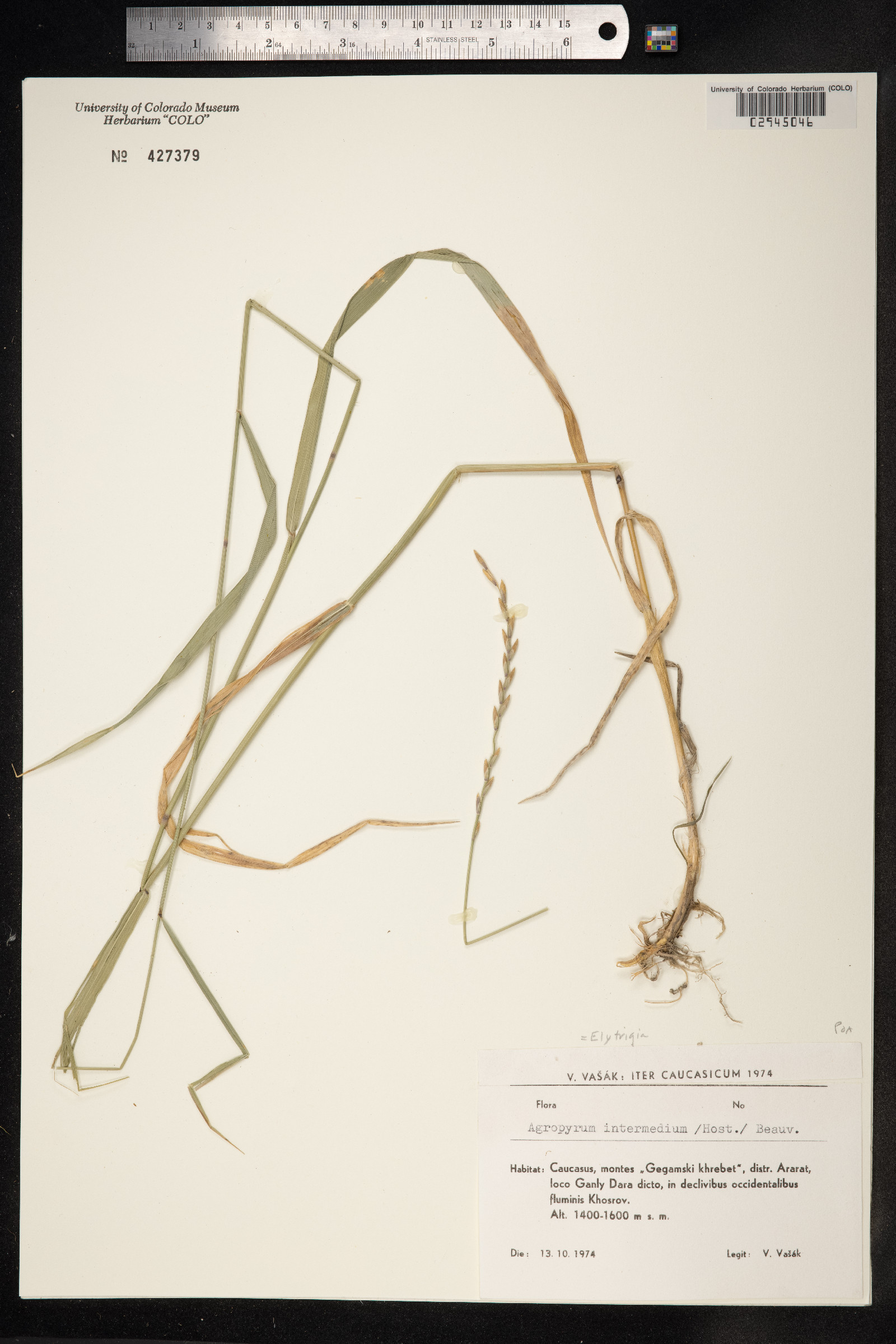 Thinopyrum intermedium image