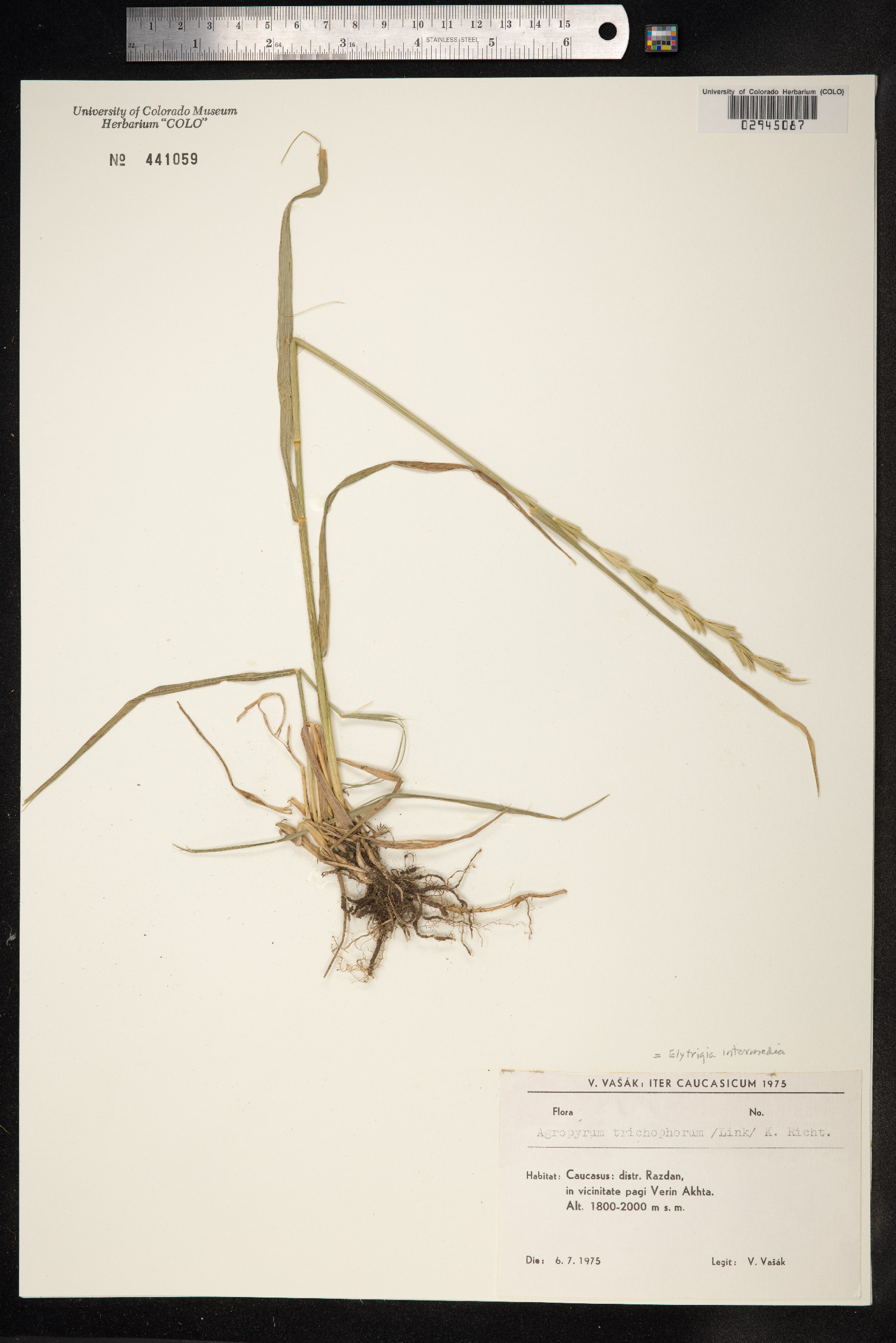 Thinopyrum intermedium image