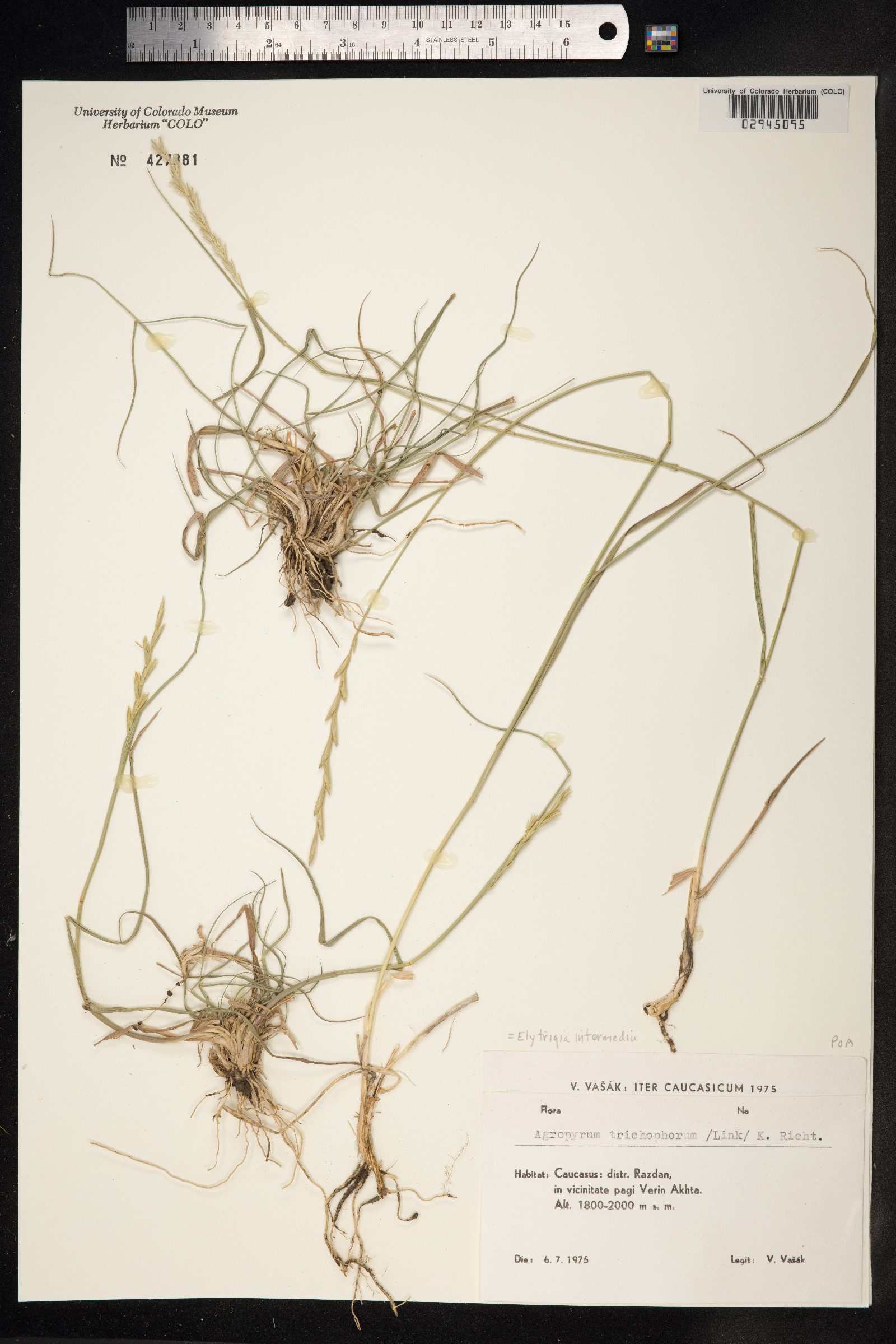 Thinopyrum intermedium image