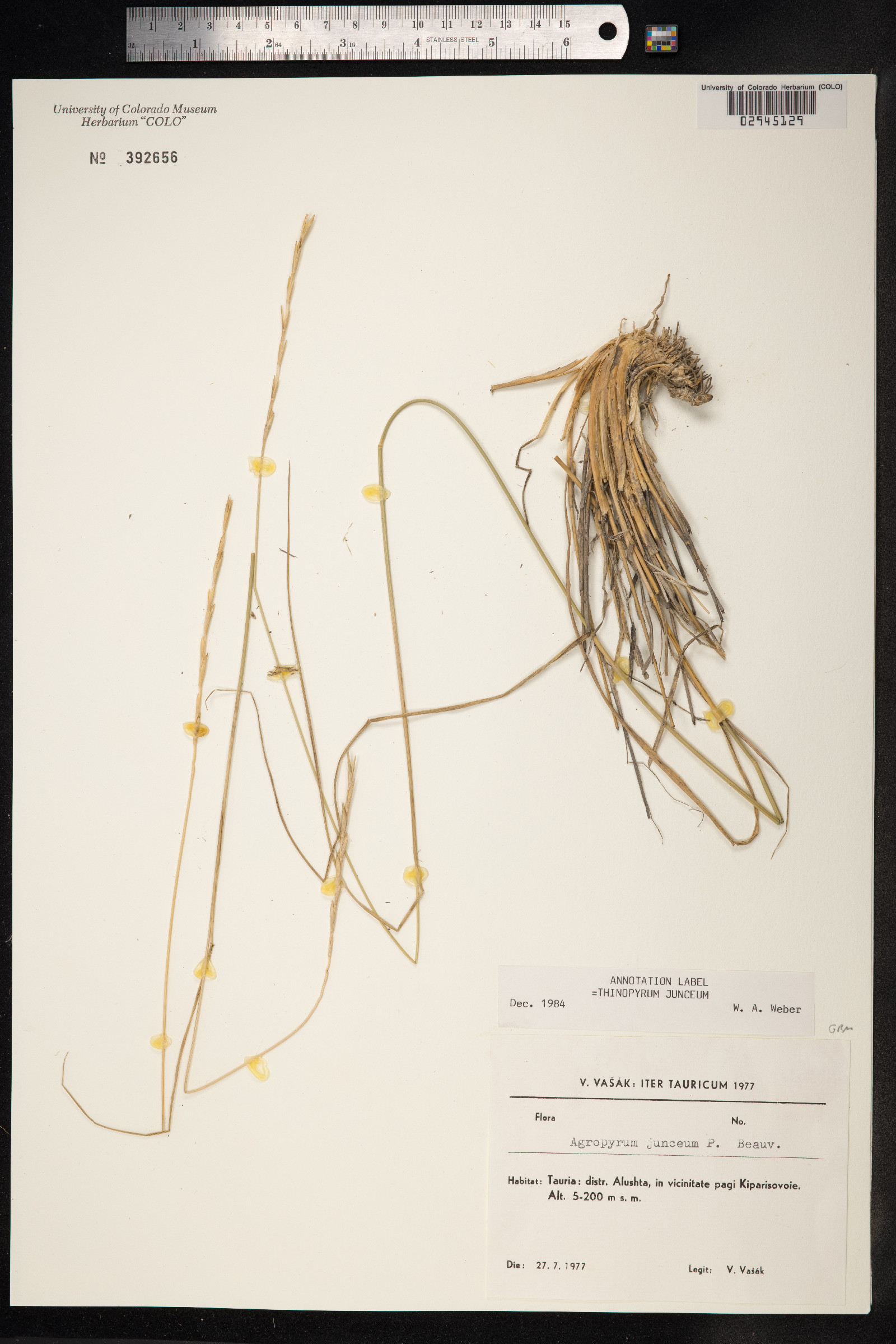Thinopyrum junceum image