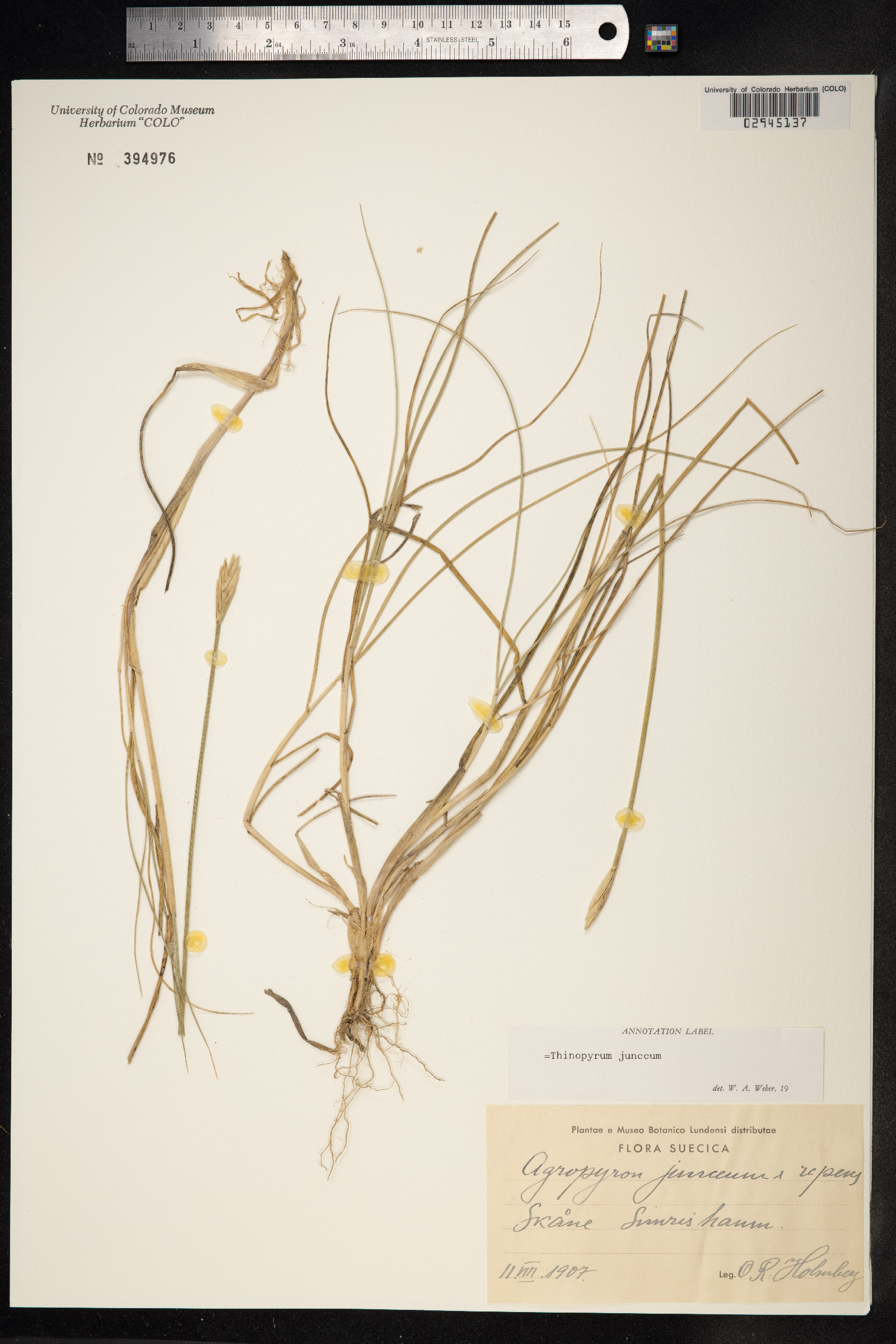 Thinopyrum junceum image