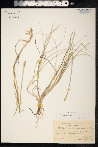 Thinopyrum junceum image