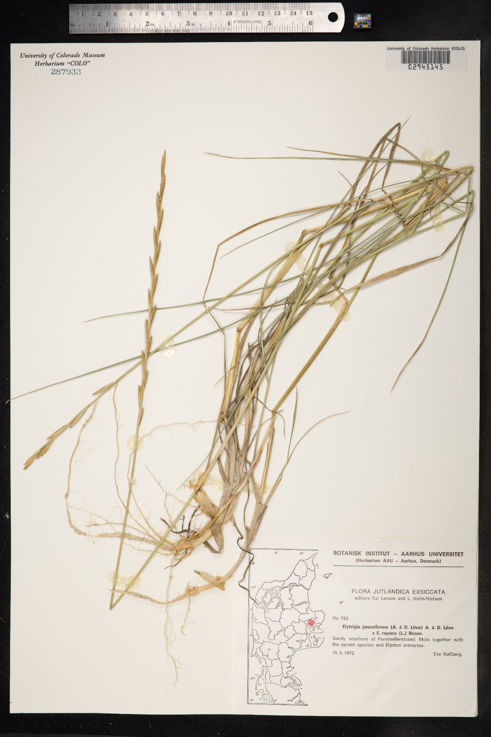 Thinopyrum junceum image