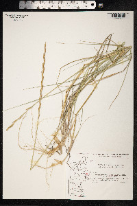 Thinopyrum junceum image