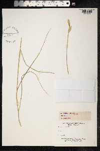 Thinopyrum junceum image