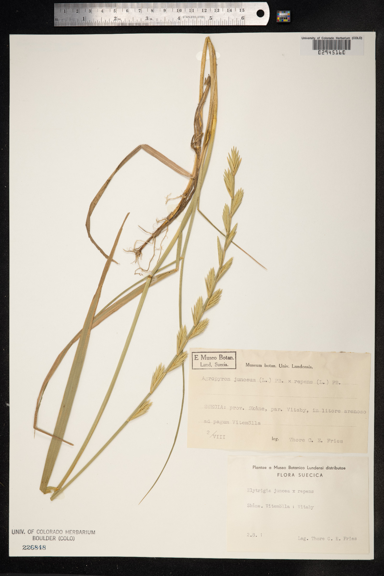 Thinopyrum junceum image